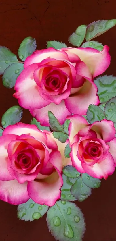 Beautiful pink roses with green leaves on a rustic brown background.