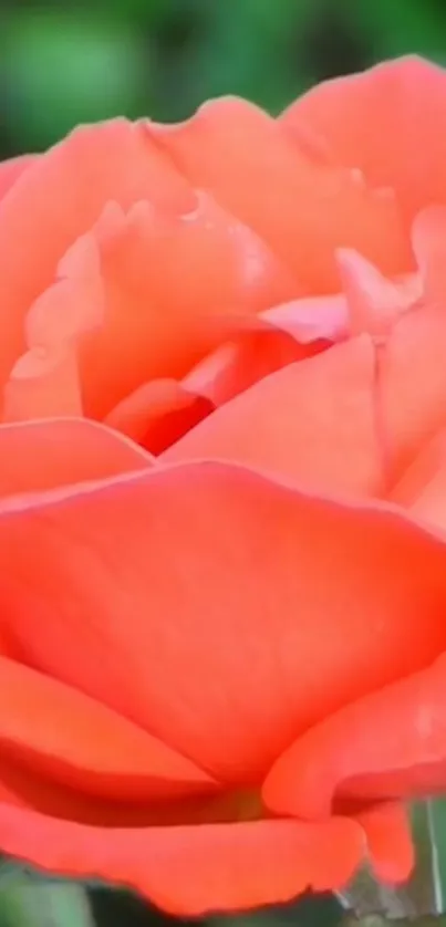 Close-up of a vibrant orange rose in full bloom.