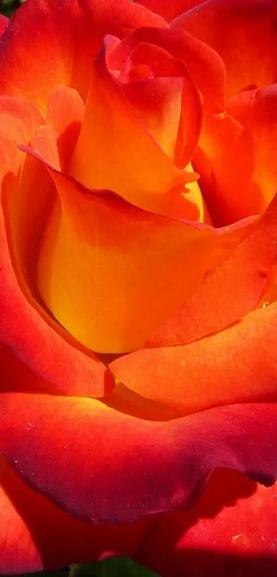 A vibrant red-orange rose in full bloom, displaying rich colors and lush petals.