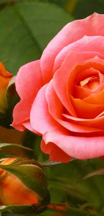 Vibrant coral pink rose surrounded by green leaves.