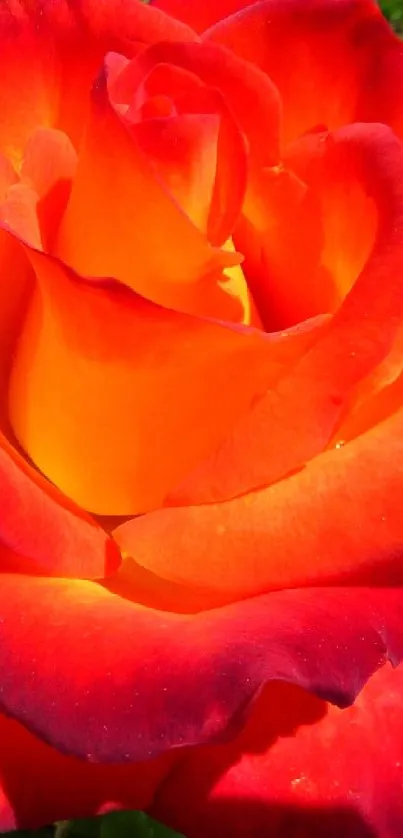 A vibrant red and yellow rose in full bloom, set against a garden backdrop.