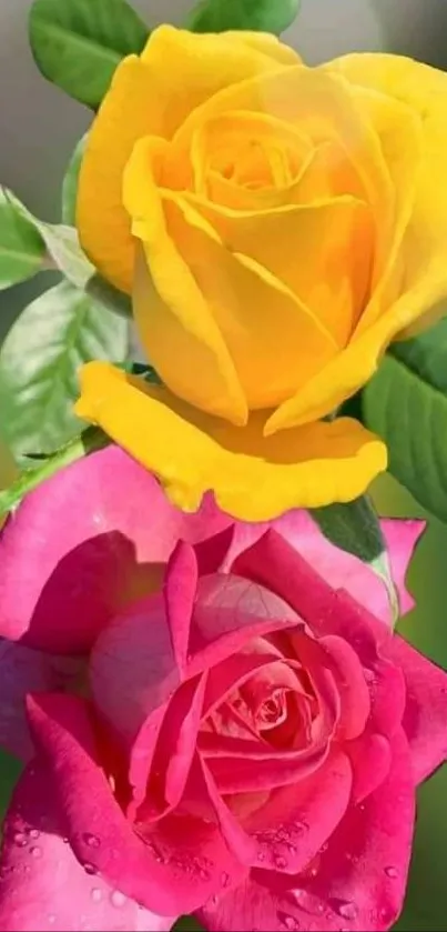 Vibrant yellow and pink roses on a leafy background.