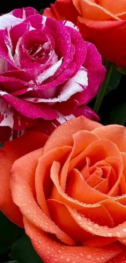 Vibrant roses with dew drops wallpaper.