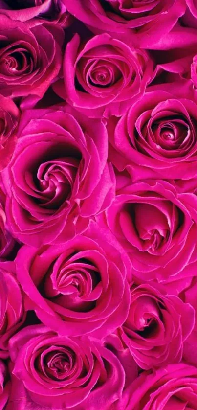 Vivid pink roses create a vibrant mobile wallpaper.