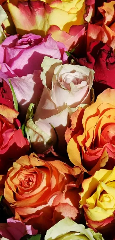 Colorful roses mobile wallpaper with a vibrant floral display.