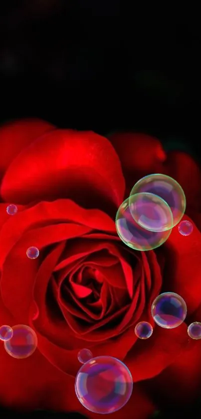 Vibrant red rose with bubbles on a dark background mobile wallpaper.