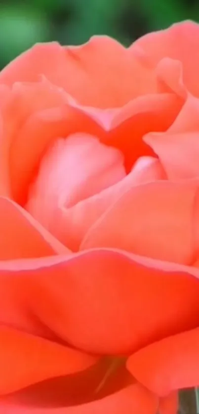 Close-up of a vibrant orange rose, showcasing detailed petals against a blurred backdrop.