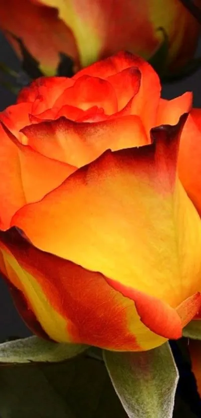 Vibrant fiery rose with orange and yellow hues