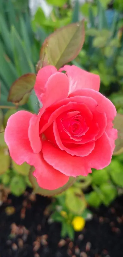 Vibrant red rose with lush green leaves.