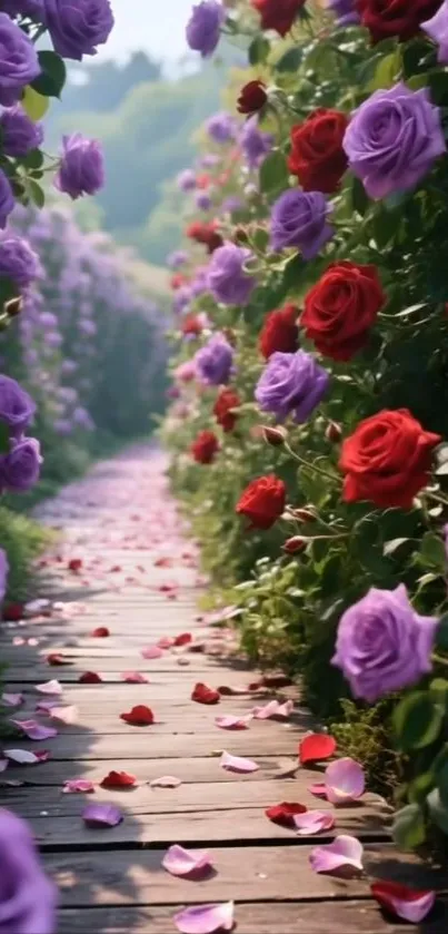 Pathway through blooming red and purple roses in a garden.