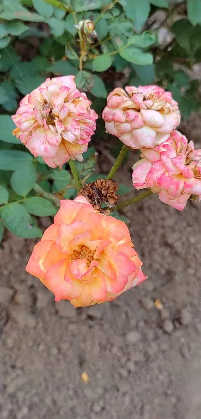 Mobile wallpaper of vibrant roses in pink and orange shades in a lush garden.