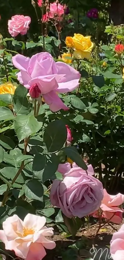 Colorful rose garden with pink, yellow, and orange flowers in full bloom.