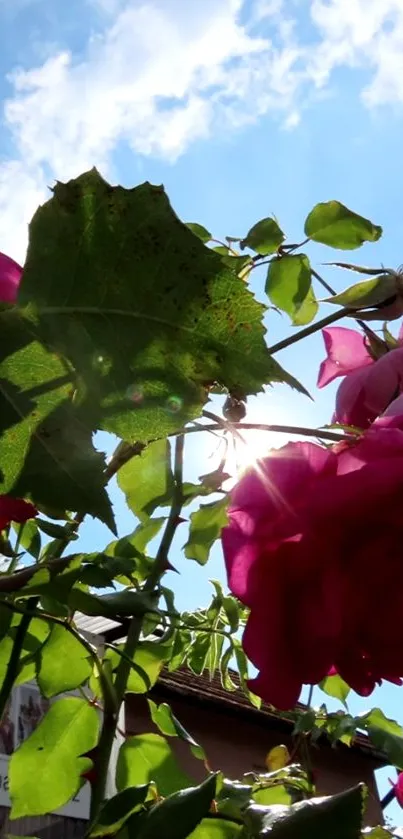 Sunlit pink roses and green leaves against a clear blue sky.