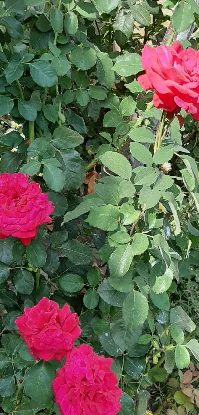 Vibrant red roses in lush green garden.