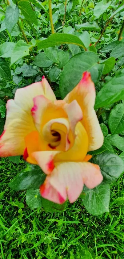 Close-up of a vibrant rose with green leaves.