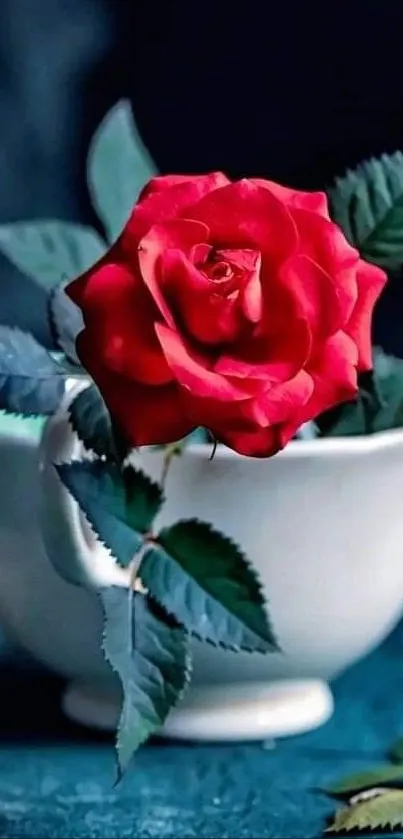 Vibrant red rose in a ceramic cup with deep blue background.