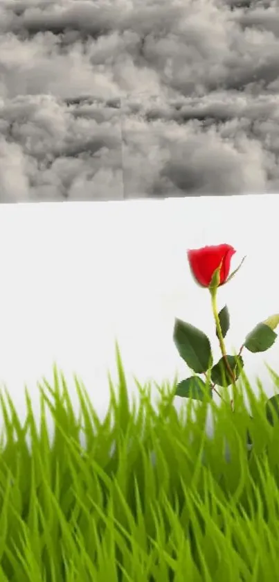 Red rose with green grass under a cloudy sky in mobile wallpaper.