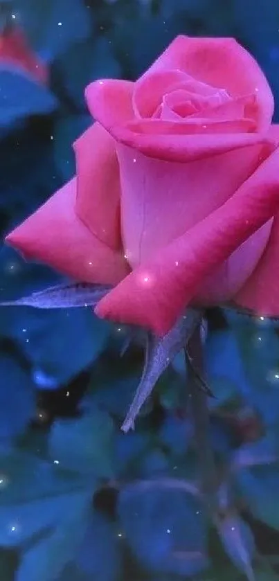 Pink rose with dark blue leaves wallpaper.