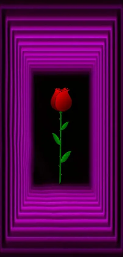 Red rose in purple neon frame wallpaper.