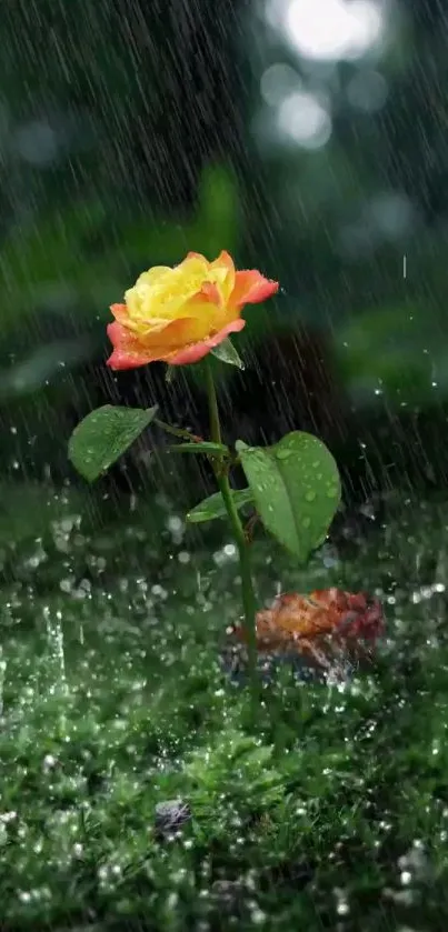 A vibrant rose in the rain on a lush green background with droplets.