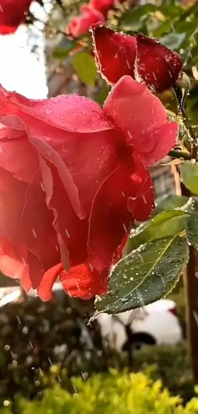 Close-up of a vibrant red rose with dewdrops in sunlight.