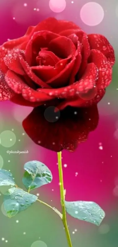 Vibrant red rose with dewdrops on petals.