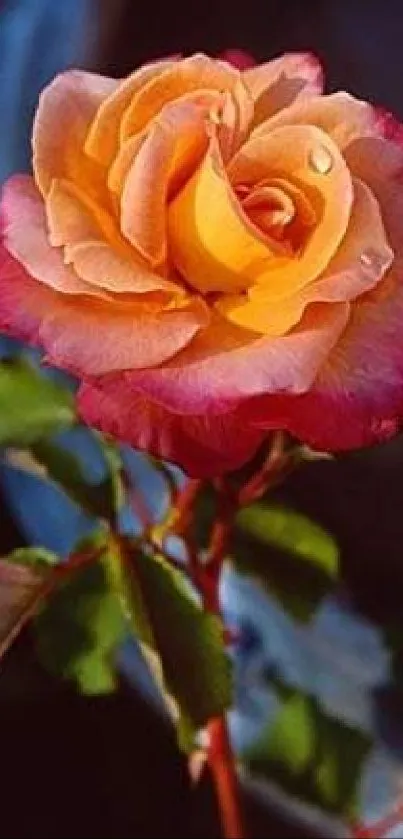 Vibrant pink and orange rose in full bloom.