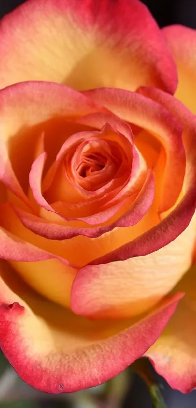 Vibrant red and yellow rose smartphone wallpaper.