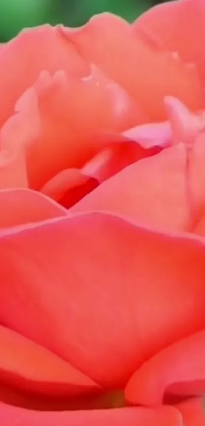 Close-up of a vibrant pink rose in bloom for mobile wallpaper.