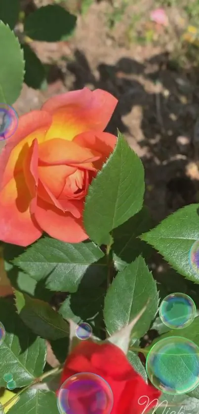 Orange rose with bubbles on leafy background.