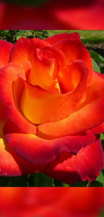 Vibrant red and orange rose with green leaves.