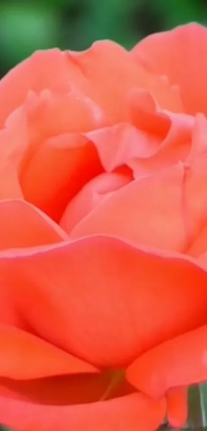 Vibrant orange rose with green background wallpaper.