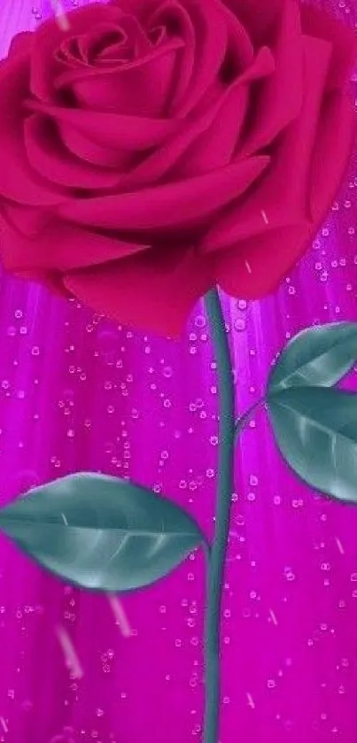 Vibrant pink rose wallpaper with raindrop effect on a magenta background.