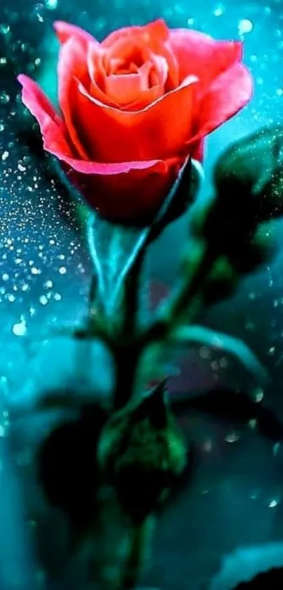 Vibrant red rose with blue sparkling backdrop.