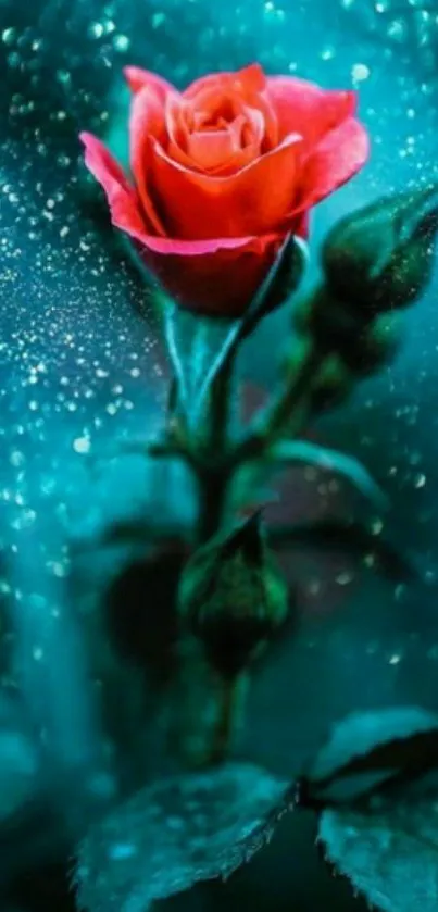 Red rose with droplets on teal background wallpaper.