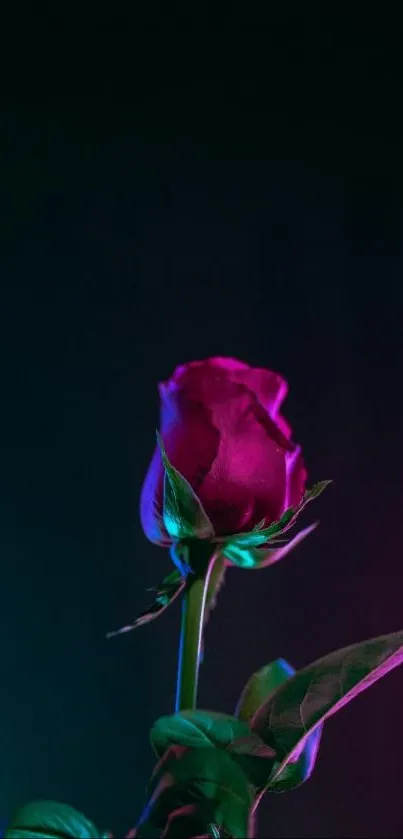 A vibrant pink rose against a dark backdrop, highlighting natural beauty.