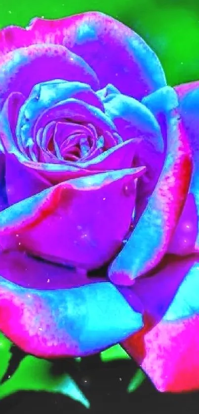 Vibrant pink and blue rose with a green background.