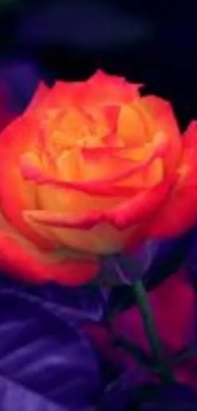 Vibrant orange rose on deep purple background wallpaper.
