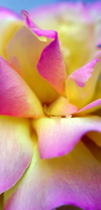 Close-up of vibrant pink and yellow rose petals.