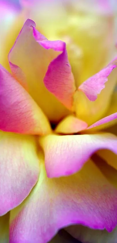 Close-up of vibrant pink and yellow rose petals in soft focus.