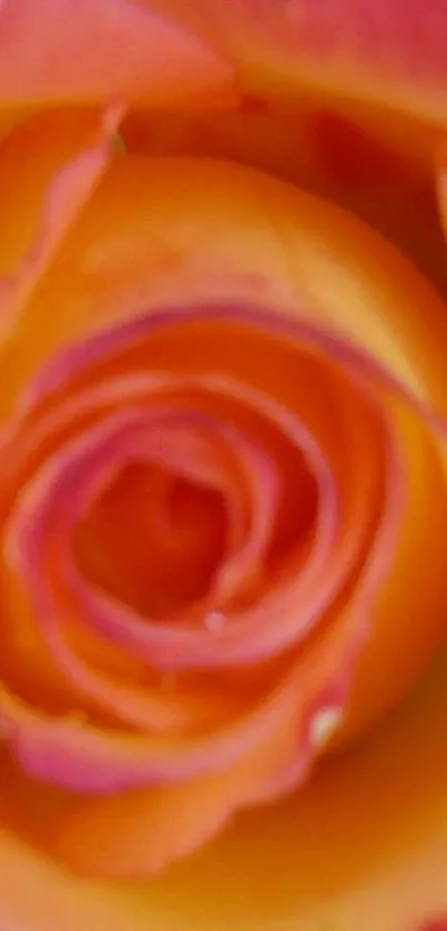 Close-up of vibrant rose petals in pink and orange hues.