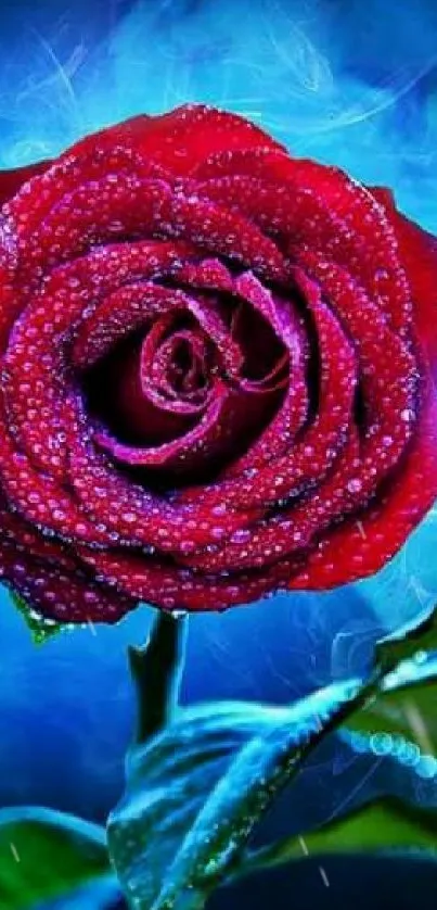 Dew-covered red rose with vibrant blue background, ideal for phone wallpaper.