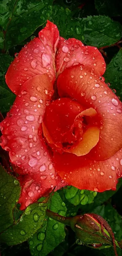 Vibrant red rose with dewy petals on a lush green background.