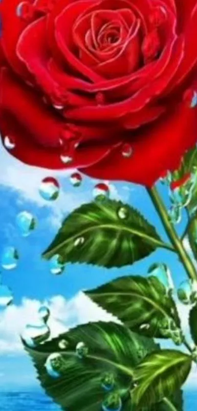 Vibrant red rose with droplets on blue backdrop.