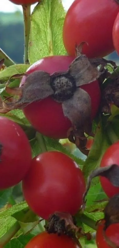 Close-up of vibrant red rosehip berries on green leaves.