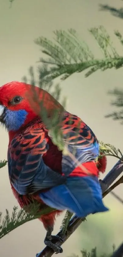 Crimson Rosella with red, blue, and green foliage.