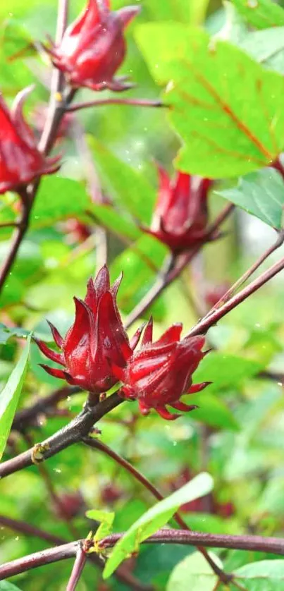 Vibrant wallpaper of green leaves and red roselle flowers.