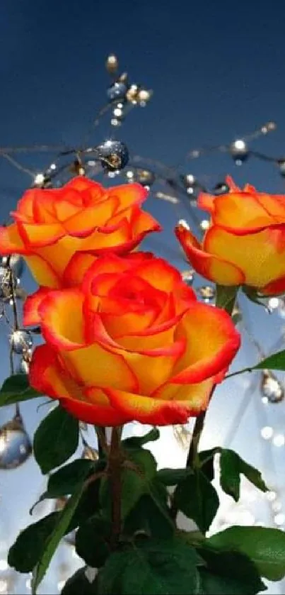 Stunning orange roses with sparkling dewdrops and deep blue background.