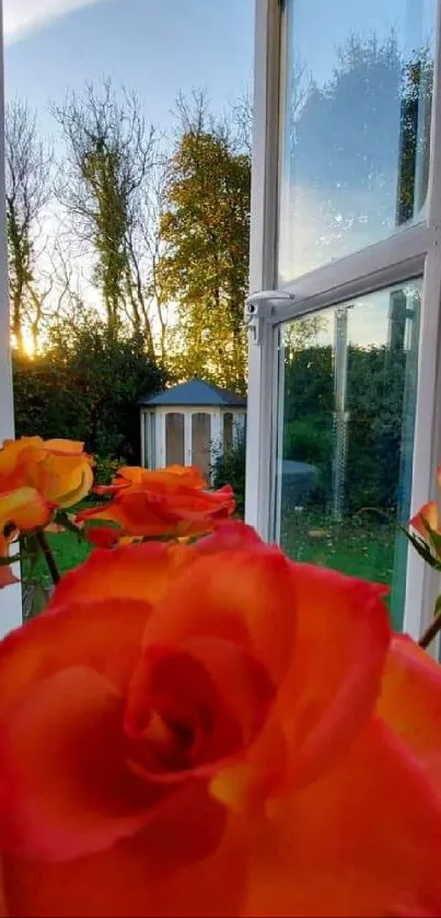 Orange-red roses by a sunny window with garden view.