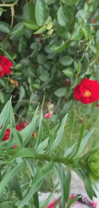 Vibrant garden with red roses and green foliage.